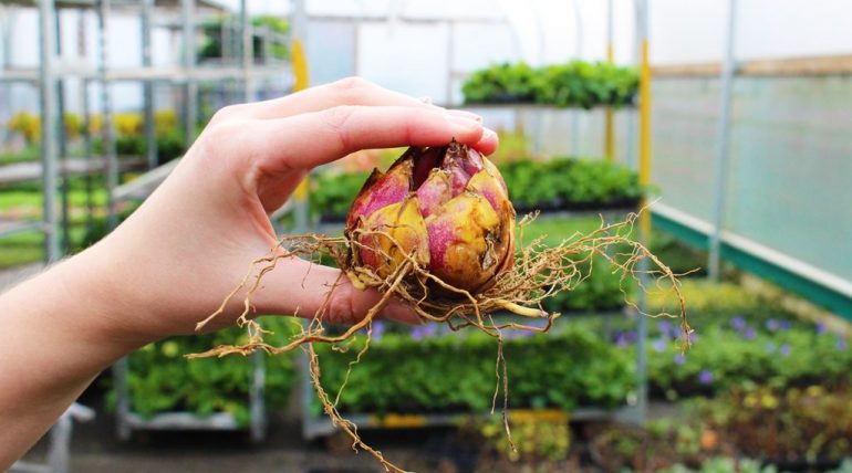 It’s March, What Plants Can I Start Now?