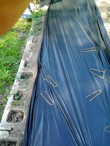 Applying and Using Plastic Mulch Film for Gardens and Raised Beds
